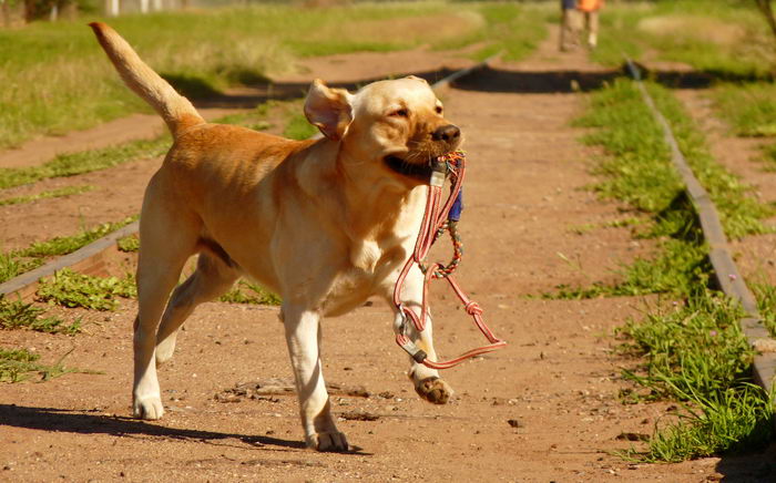 Лабрадор-ретривер (Labrador Retriever)