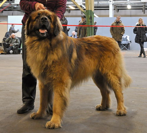 Леонбергер (Leonberger) - порода собак - описание