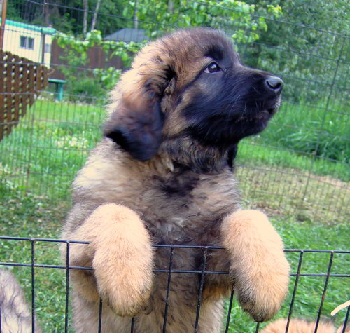 Леонбергер (Leonberger) - порода собак - описание - щенок