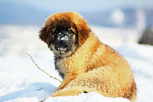 Леонбергер (Leonberger) - порода собак - описание - щенок