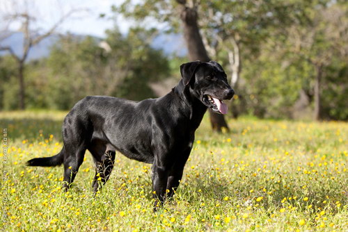 Ка де Бестиар - Майоркская овчарка (Majorca Shepherd Dog, Ca de Bestiar, Perro de Pastor Mallorquin)