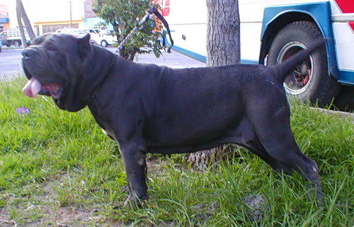 Порода собак Мастино неаполитано (Mastino Napoletano)