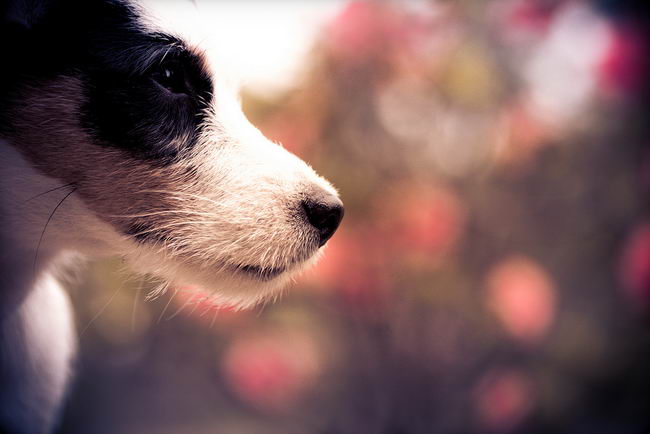 Парсон Рассел терьер (Parson Russell Terrier)