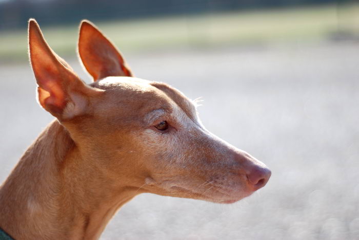 ФараонХаунд (Pharaoh Hound)