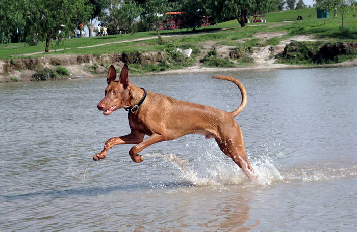 ФараонХаунд (Pharaoh Hound)