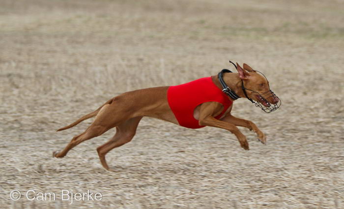 ФараонХаунд (Pharaoh Hound)