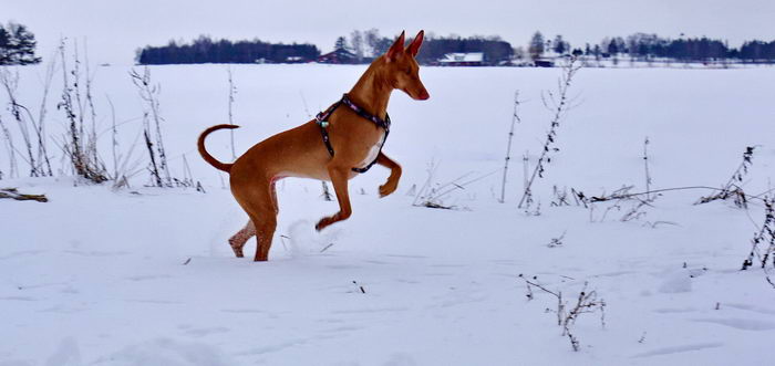 ФараонХаунд (Pharaoh Hound)