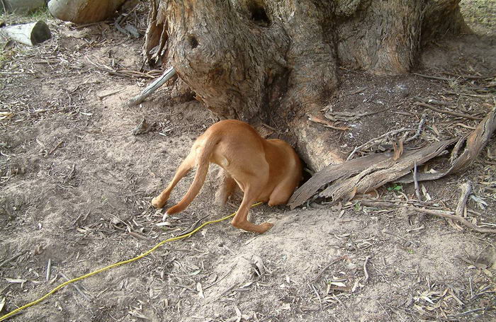 ФараонХаунд (Pharaoh Hound)