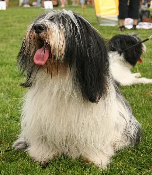 Польская низинная овчарка (Polish Lowland Sheepdog)