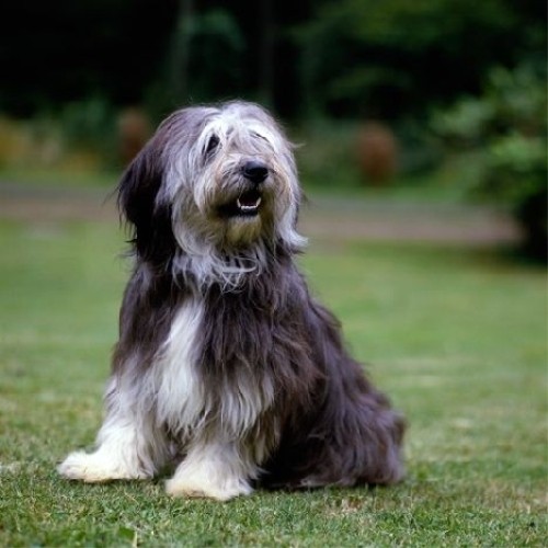 Польская низинная овчарка (Polish Lowland Sheepdog)