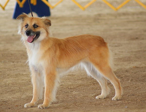 Пиренейская короткошерстная овчарка (Pyrenean Sheepdog Smooth Faced)