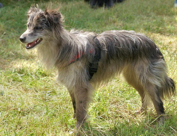 Пиренейская короткошерстная овчарка (Pyrenean Sheepdog Smooth Faced)