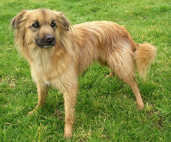 Пиренейская короткошерстная овчарка (Pyrenean Sheepdog Smooth Faced)