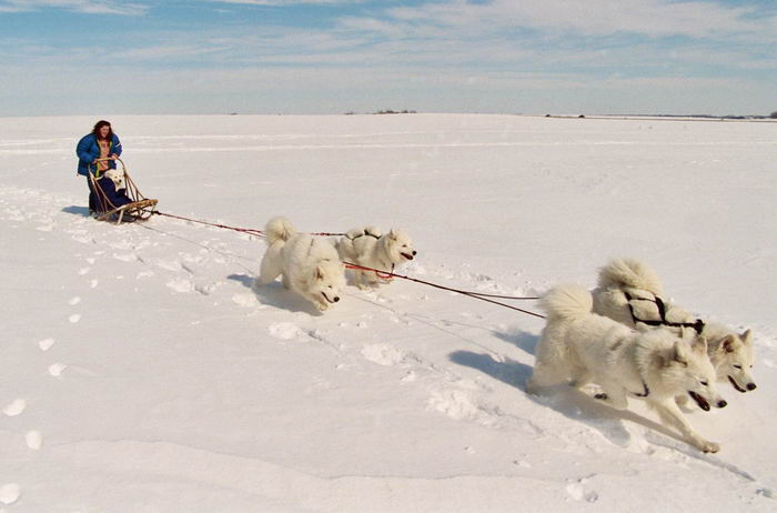 Самоед, самоедская собака, арктический шпиц (Samoyed)