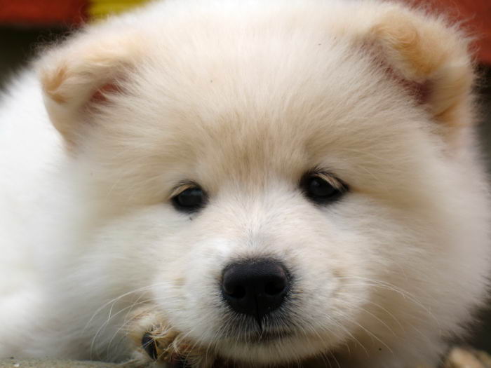 Самоед, самоедская собака, арктический шпиц (Samoyed)