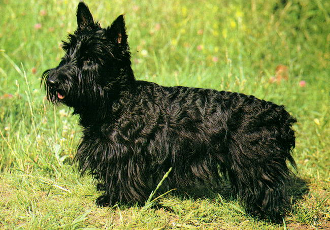 Шотландский терьер (Scottish Terrier)