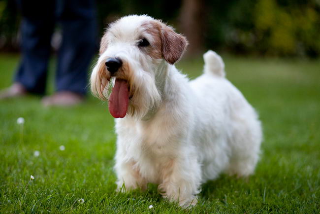 Силихем терьер (Sealyham Terrier)