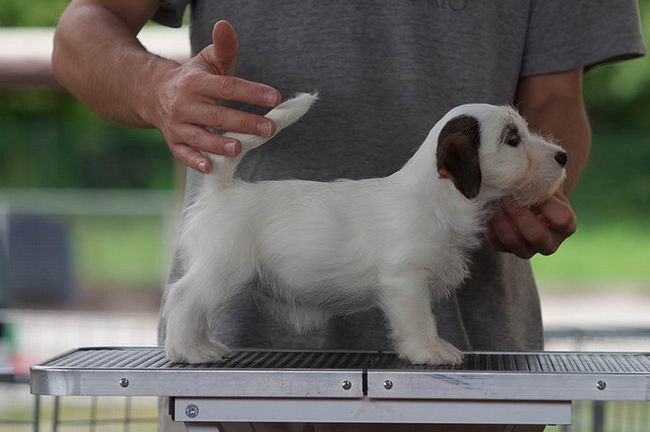 Силихем терьер (Sealyham Terrier)