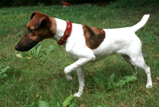 Фокстерьер гладкошерстный (Smooth Fox Terrier)