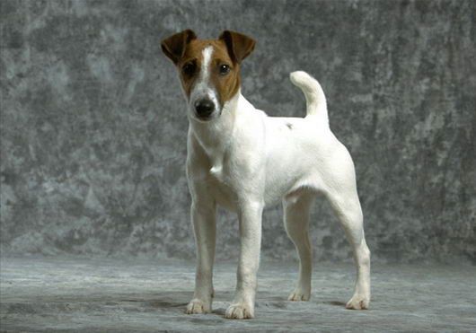 Фокстерьер гладкошерстный (Smooth Fox Terrier)