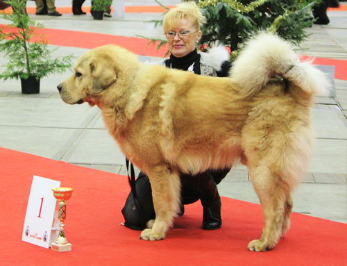 Порода собак Тибетский мастиф (Tibetan Mastiff) - основные характеристики и показатели