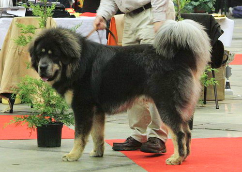 Порода собак Тибетский мастиф (Tibetan Mastiff) - основные характеристики и показатели