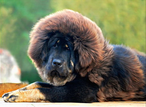 Порода собак Тибетский мастиф (Tibetan Mastiff) - основные характеристики и показатели - щенок полутора лет