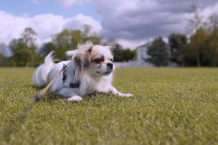 Тибетский спаниель (Tibetan Spaniel)