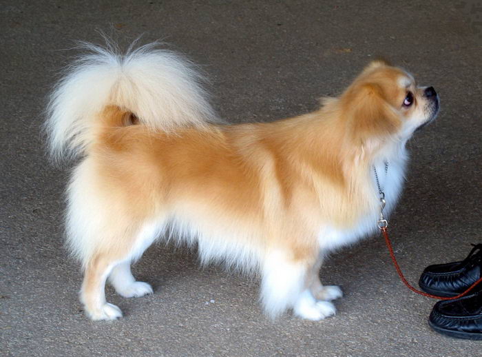 Тибетский спаниель (Tibetan Spaniel)