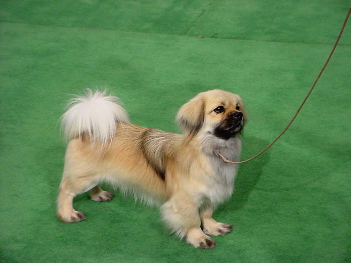 Тибетский спаниель (Tibetan Spaniel)