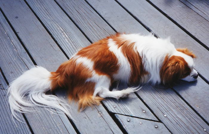 Тибетский спаниель (Tibetan Spaniel)