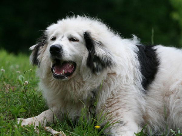 Торньяк (Bosnian Shepherd Dog)