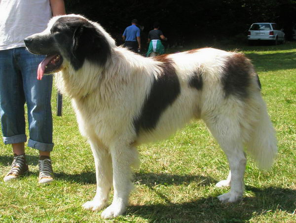 Торньяк (Bosnian Shepherd Dog)