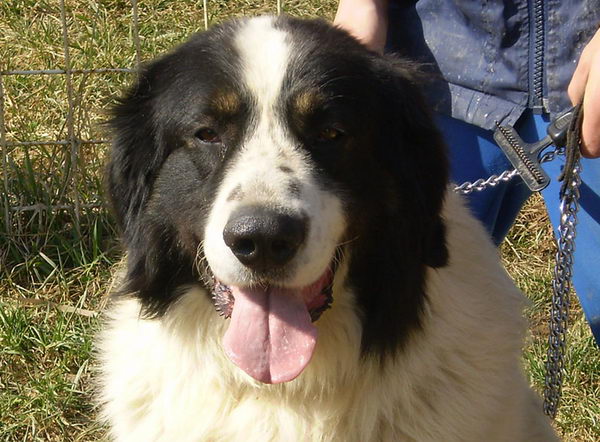 Торньяк (Bosnian Shepherd Dog)