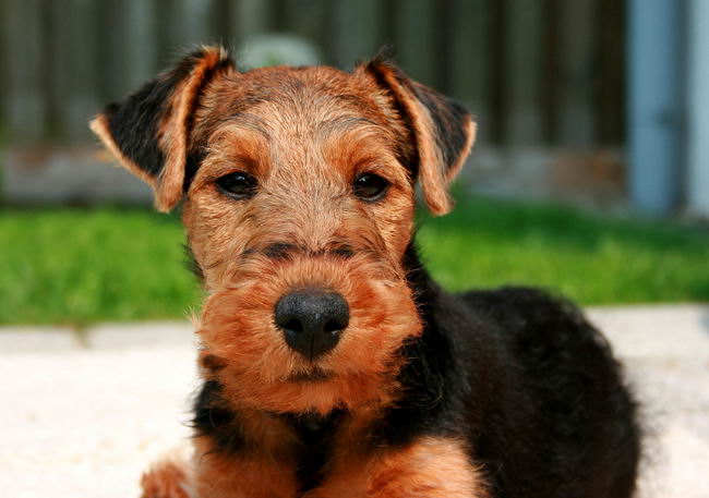 Вельш-терьер (Welsh Terrier)