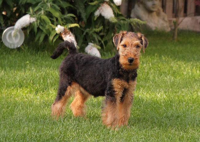 Вельш-терьер (Welsh Terrier)