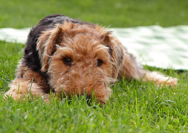 Вельш-терьер (Welsh Terrier)