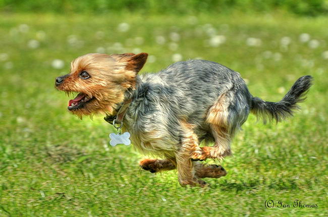 Йоркширский терьер (Yorkshire terrier)