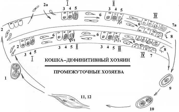 Жизненный цикл токсоплазмы гондии схема