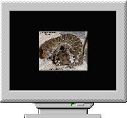 Хранитель экрана Geckos Screensaver с ящерицами