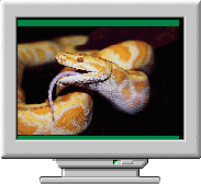 Хранитель экрана Snake Screensaver