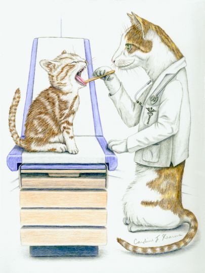 Алгоритм лечения кота