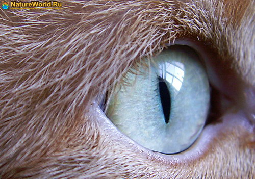 Глаз кошки