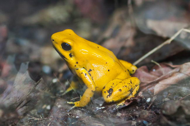 Ужасный листолаз (Phyllobates terribilis)