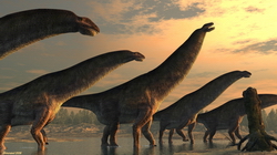 Titanosaurus colberti Isisaurus