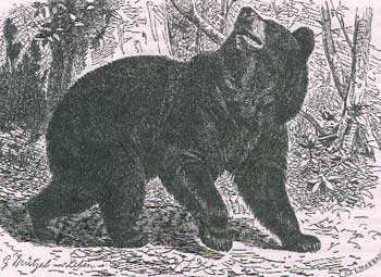 Барибал или черный медведь