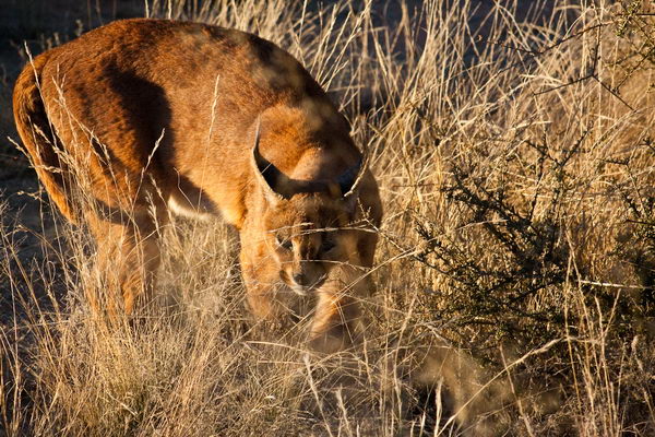 Каракал (Lynx caracal)