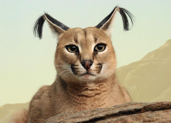 Каракал (Lynx caracal)