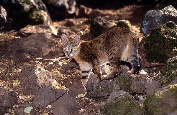Камышовый кот (Felis chaus)