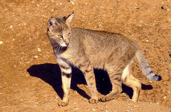 Камышовый кот (Felis chaus)